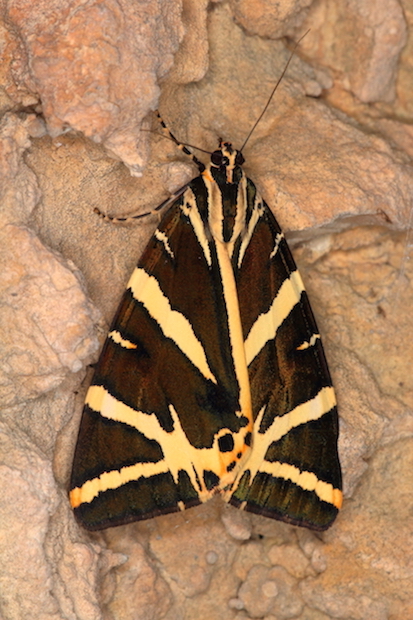 Erebidae 2 - Euplagia quadripunctaria